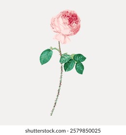 Delicate pink rose with lush green leaves. Elegant rose design, showcasing pink petals. The rose and leaves create a classic floral look. Vintage flower illustration isolated on white, vector.