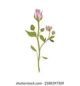 Delicate pink rose. Minimalist still life of single pink rose blossom with buds and leaves. Fashion minimalist flower. Elegant botanical design. for garden and flower shop. Vector flat illustration.