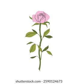 Delicate pink rose. Minimalist still life of single pink rose blossom with buds and leaves. Fashion minimalist flower. Elegant botanical design. for garden and flower shop. Vector flat illustration.