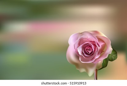 Delicate pink Rose on a blurred green background. Valentines day.