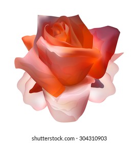 Delicate pink rose on a white background
