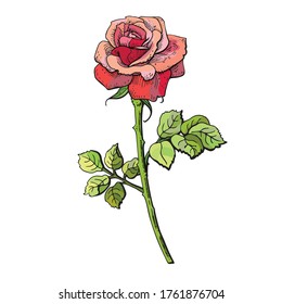 Delicate pink rose for your design. You can use for cards, postcards or in design of spring or summer backgrounds.