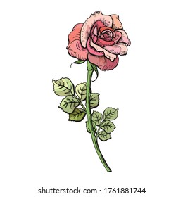 Delicada rosa rosa para tu diseño. Se puede usar para tarjetas, postales o en el diseño de fondos de primavera o verano.