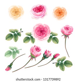   Delicate pink roses. Flowers, buds and leaves.  Design elements  for wedding invitations,  cosmetics,  healthcare products. Isolated on the pink  background.