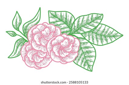 Delicate pink roses with green leaves illustration, artistic illustration of pink roses complemented by vibrant green leaves, perfect for floral designs and greeting cards.