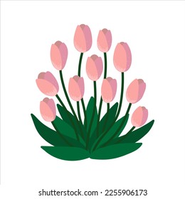 Feine rosafarbene Tulpen einzeln auf flachem Cartoon-Design. Saisonale Frühlingsblumen. Schöner blühender Strauß für Frühlingslandschaften. Vektorgrafik-Zeichentabelle einzeln