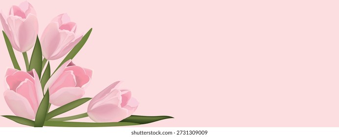 delicate pink tulips on a pink background .Close-up, long. The design element