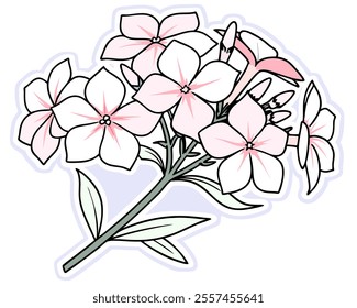 Delicate pink and white phlox flowers, hand-drawn in a charming style. Perfect for adding a touch of floral elegance to invitations, websites, or any design project needing a romantic touch.