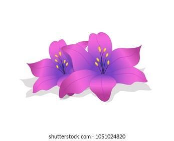 Delicate purple flower bud lilies with shadow on white background. Icon of flowers. Nature and graphics.