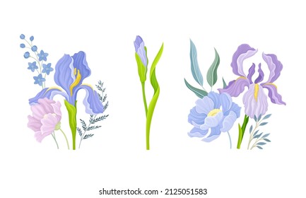 Delicate Purple Iris Flowering Plant on Stem with Blooming Flora Vector Composition Set