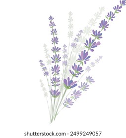 delicate purple lavender flower vector