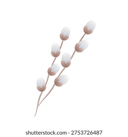 Delicate pussy willow branches with soft white catkins on a plain white background. 