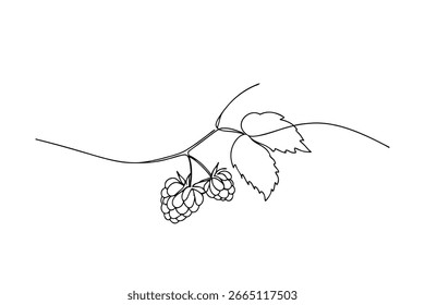 Delicate raspberry branch with leaves fruit nature