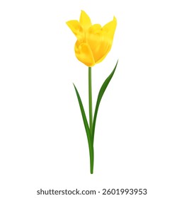 Delicate realistic yellow tulip in bloom. Vector illustration of tulip flower for Mother's Day designs, wedding invitations, and floral patterns. Isolated element.