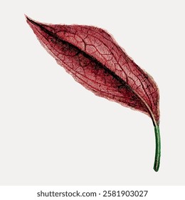 Delicate red leaf with intricate veins, showcasing nature's beauty. The leaf's red hue and detailed veins highlight its fragile, natural elegance. Vintage botanical leaf illustration isolated, vector.