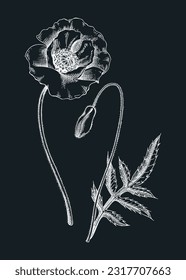 zarte rote Mohnvektor-Illustration. Handgezeichnete Sommerblumenskizze. Blumenzeichnung auf Tafel. Weide, Kräuter oder blühende Pflanze. Blumendesign-Element im gravierten Stil