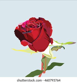 Delicate red rose flower isolated Vector. Vintage delicate flower blossom for wedding, marriage, bridal, birthday, Valentine's day. Romantic vector illustration