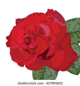 Delicate Red Rose isolated. Vector rose flower for background greeting cards and invitations of the wedding, birthday, Valentine's Day, Mother's Day