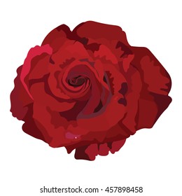 Delicate Red Rose isolated. Vector rose flower for background greeting cards and invitations of the wedding, birthday, Valentine's Day, Mother's Day