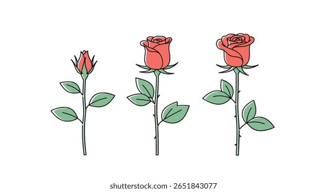 Delicado broto de rosa florescendo em uma flor cheia estágios de crescimento Ilustração