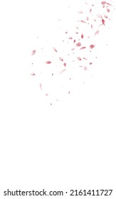 Delicate Rose Fall Vector White Background. Blur Flower Wallpaper. Red Floral Beauty Template. Beautiful Peach Japan Banner.