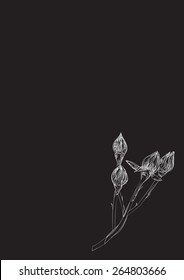 delicate rosebuds pencil hand drawing a chalk board the background vector
