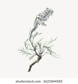 Delicate rosemary illustration with green leaves and purple flowers. Botanical art showcasing rosemary's intricate details. Rosemary plant depicted in elegant style. Vintage flower illustration vector