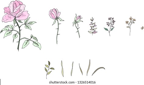 Delicate roses. Collection. Vector illustration.