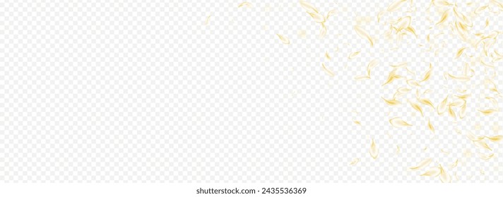 Delicate Sakura Fall Vector Panoramic Transparent Background. Gold Tender Blossom Wallpaper. White Floral Beauty Pattern. Yellow Rose Japan Backdrop. Summer Lotus Design.