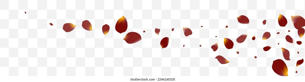 Delicate Sakura Fall Vector Transparent Panoramic Background. Summer Cherry Texture. Burgundy Lotus Flying Backdrop. Pink Flower Beauty Wallpaper.