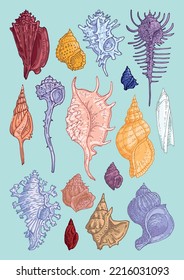 Delicate seashells hand-drawn bright and neat