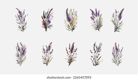 Delicado conjunto de acuarelas ilustran un ramo de lavanda. Pinceladas, minimalistas, de estilo boho. Esbozo vintage para etiquetas, embalaje, diseño postal. Ilustración del vector, aislado