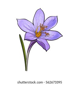 Delicate single crocus spring flower with stem and leaf, sketch style vector illustration isolated on white background. Realistic hand drawing of crocus, first spring flower in vertical position