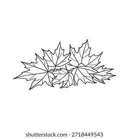 Un delicado boceto de hojas de arce ilustración botánica simple y elegante