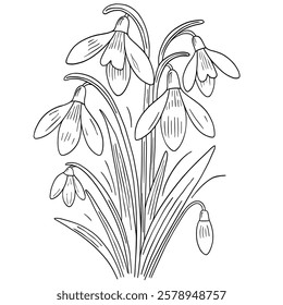 Delicate Snowdrops hand drawn illustration line art engraving isolated on white background