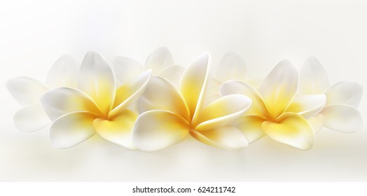 Delicate Spa Plumeria Or Frangipani On Whiye Background. Horizontal Realistic Vector Illustration