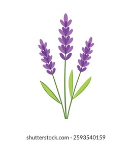 A delicate sprig of lavender with soft purple flowers stands against a crisp white background. Its slender green stem and tiny blossoms create a calming, elegant aesthetic.