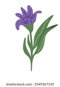 delicate sprigs of blooming lavender in pastel lavender tones