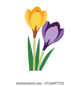 Delicados azafranes de primavera de colores púrpura y amarillo sobre un fondo blanco
