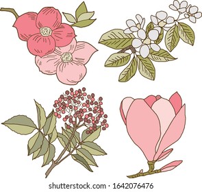Delicate spring flowers, isolated vector illustrations