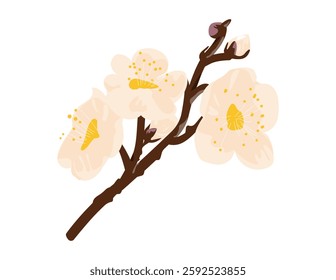Delicate spring flowers on tree branch. Beautiful blooming floral plant sprig, gentle summer buds. Botanical natural flat vector illustration isolated on white background.