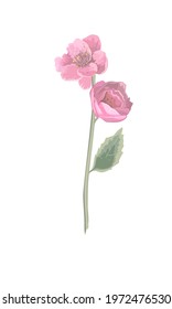 Delicate spring flowers, vector illustration isolated. Wild rose flower or rose hip.