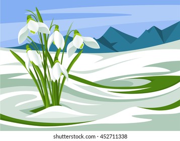 Delicate spring snowdrop flowers blooming in sunny day
