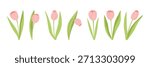 Delicate spring tulip flowers. Pink petals and tulip buds with green leaves. Botanical illustration. Spring elements and flowers for cards, backgrounds, wallpapers, banners, and social media.