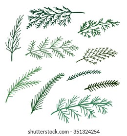 delicate thin spruce green branches isolated set of hand-drawn vector illustration