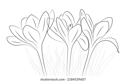 delicate tulips. Vector sketch botanical seamless with hand drawn magnolia branch and flower in vintage style
