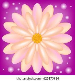 Delicate vector flower on a purple background.