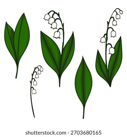 Delicada Ilustración vectorial de lirio del valle, flores y hojas con un fondo limpio y blanco.