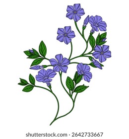 Delicate vector illustration of a periwinkle branch with blooming flowers and buds, detailed line art style with vibrant purple and green colors, perfect for spring designs.