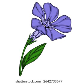 Delicate vector illustration of a single periwinkle flower with a detailed stem and leaf, showcasing vibrant purple petals and rich green foliage.